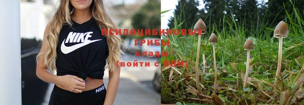 гашик Белокуриха